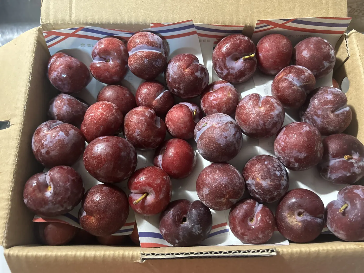 一箱剛採下的紅肉李,深紅的果皮上還帶著果粉