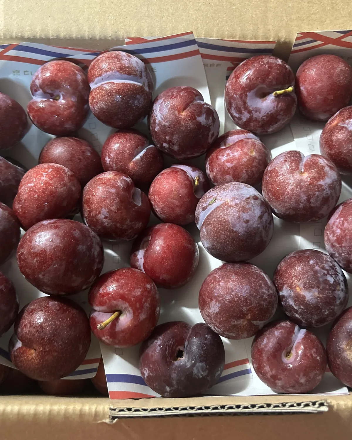 一箱剛採下的紅肉李，深紅的果皮上還帶著果粉