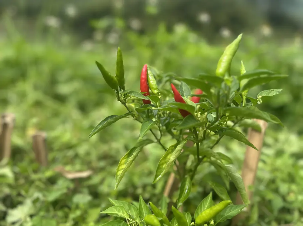 辣椒株上紅綠相間的辣椒,遠處是雲和山