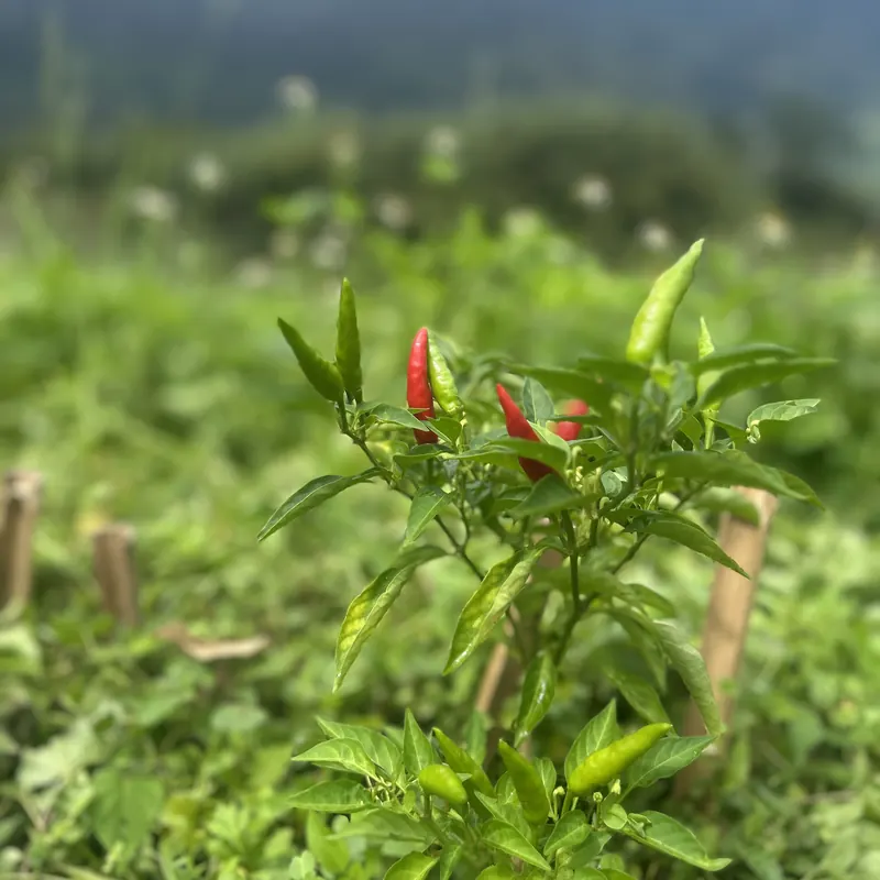 紅綠辣椒掛在枝頭，背後是山與雲