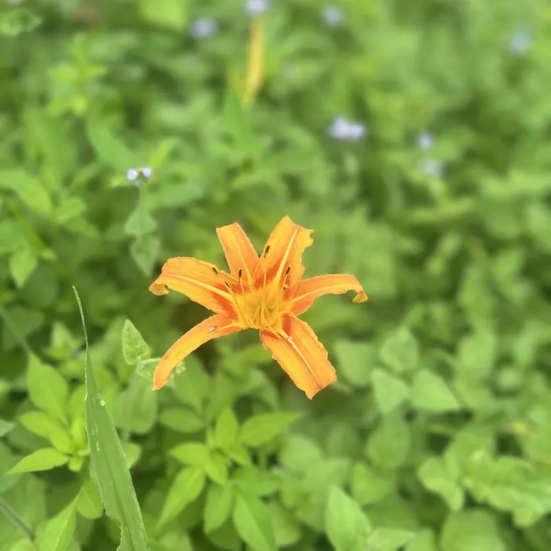 草叢中一朵橘色的金針花
