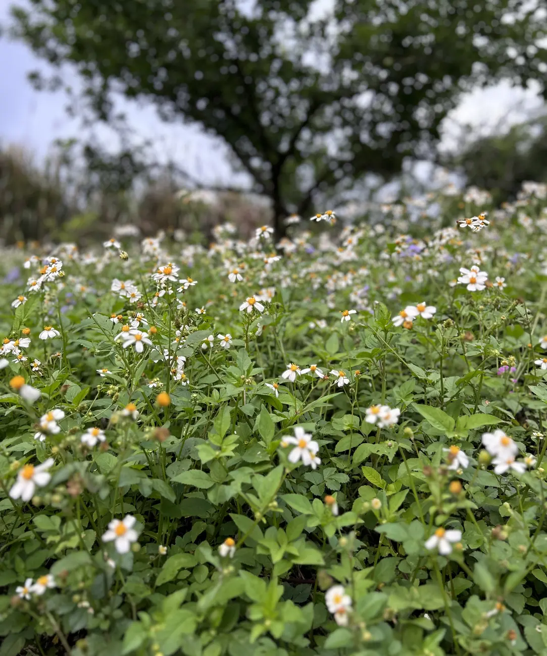 山坡上大片盛開的咸豐草白花
