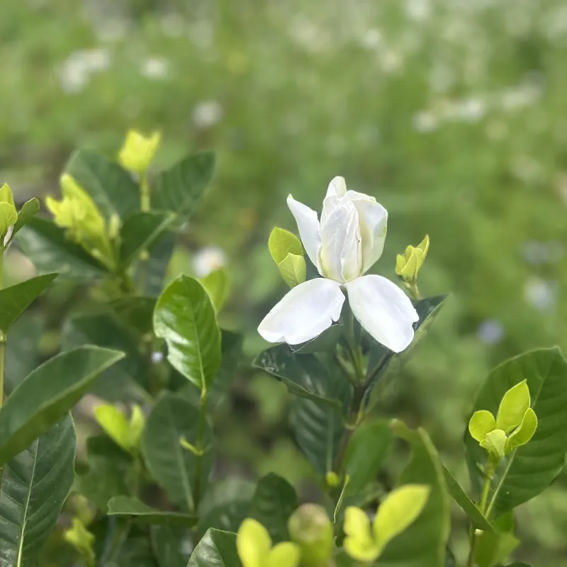 一朵白色的梔子花