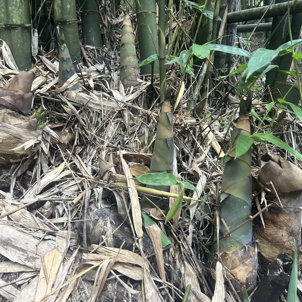 竹林裡剛冒出土的綠竹筍