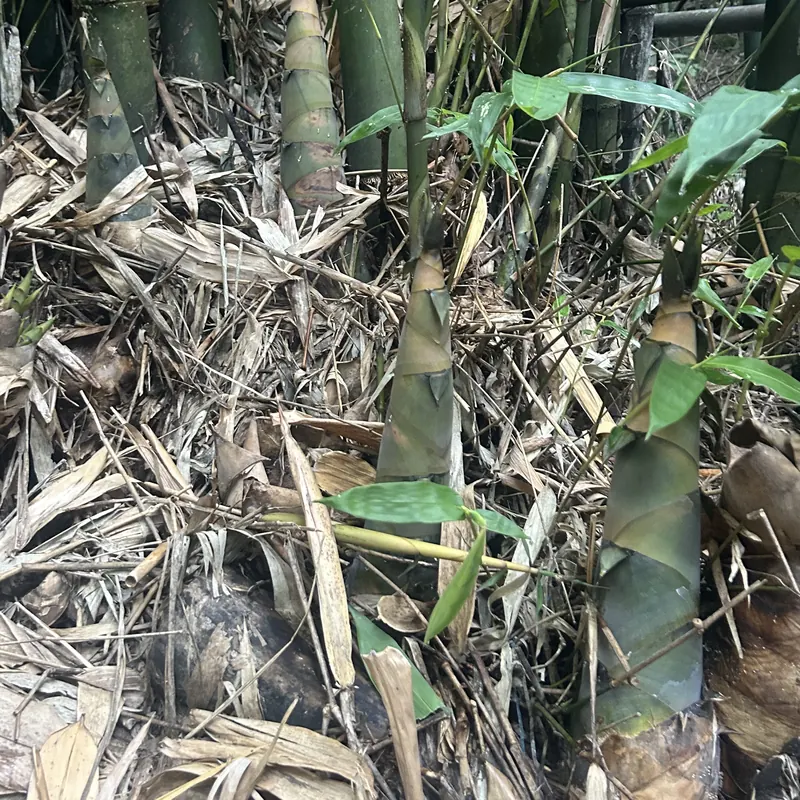 竹林裡剛冒出土的綠竹筍