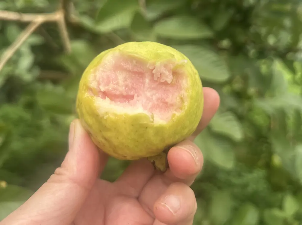 剝開的紅心芭樂,果肉粉紅