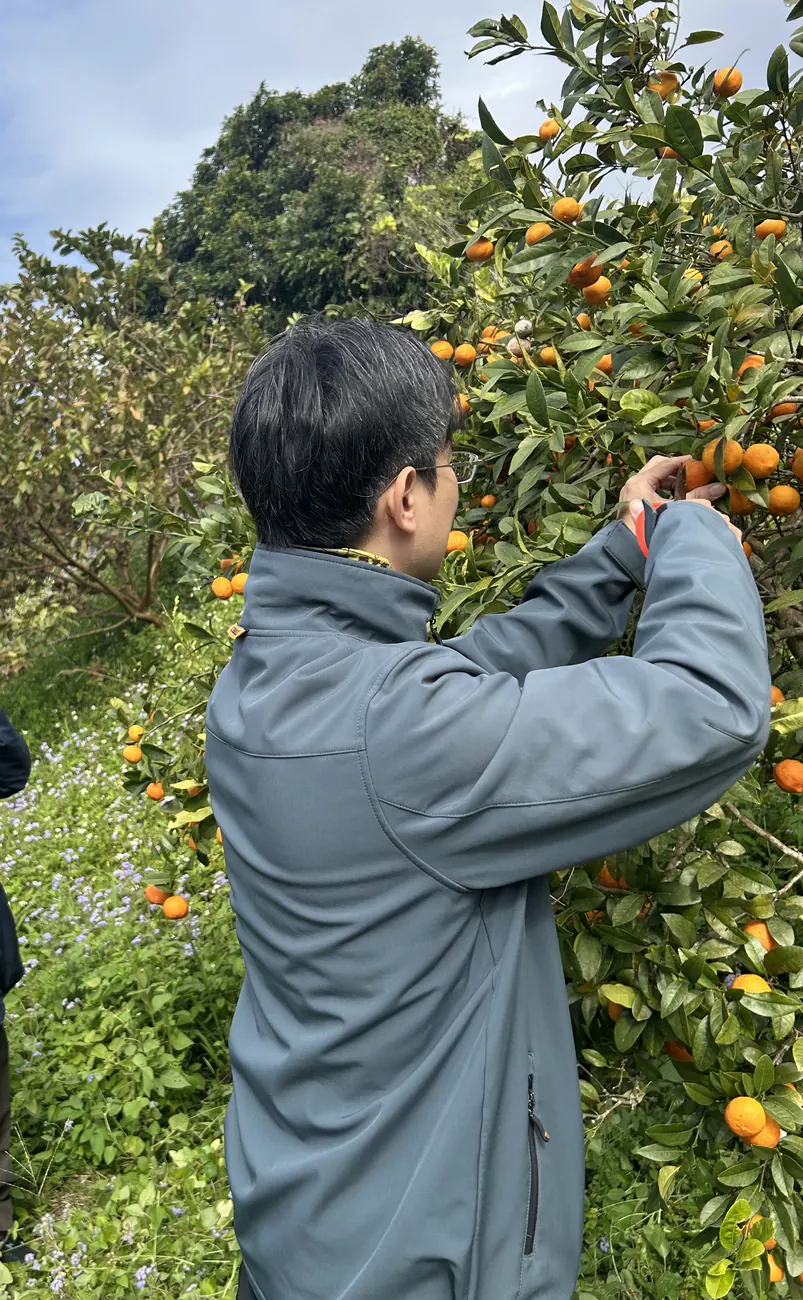 冬天的金桔樹,Yaba 和朋友正在採收橘色的果實