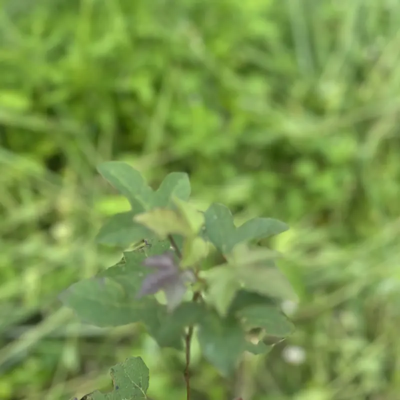 剛種下的小楓樹苗