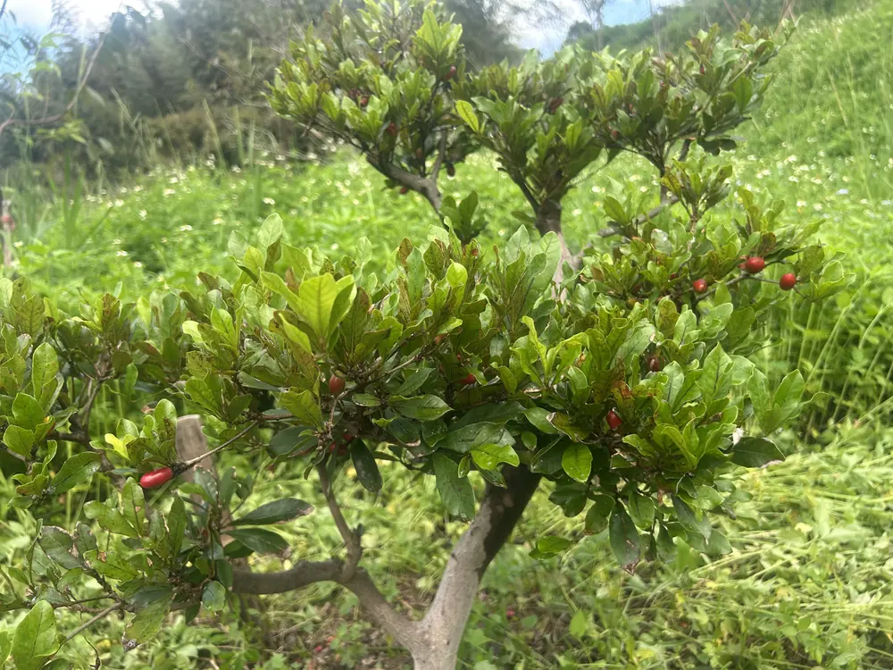 田裡的神秘果樹,枝頭有紅色小果