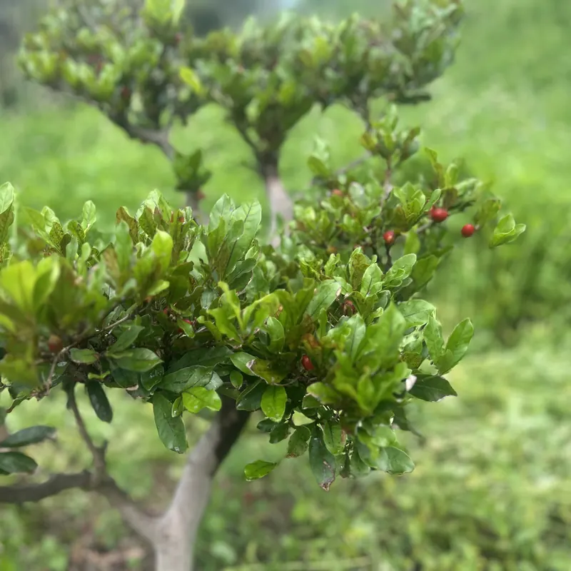 神秘果樹上結著紅色的小果實
