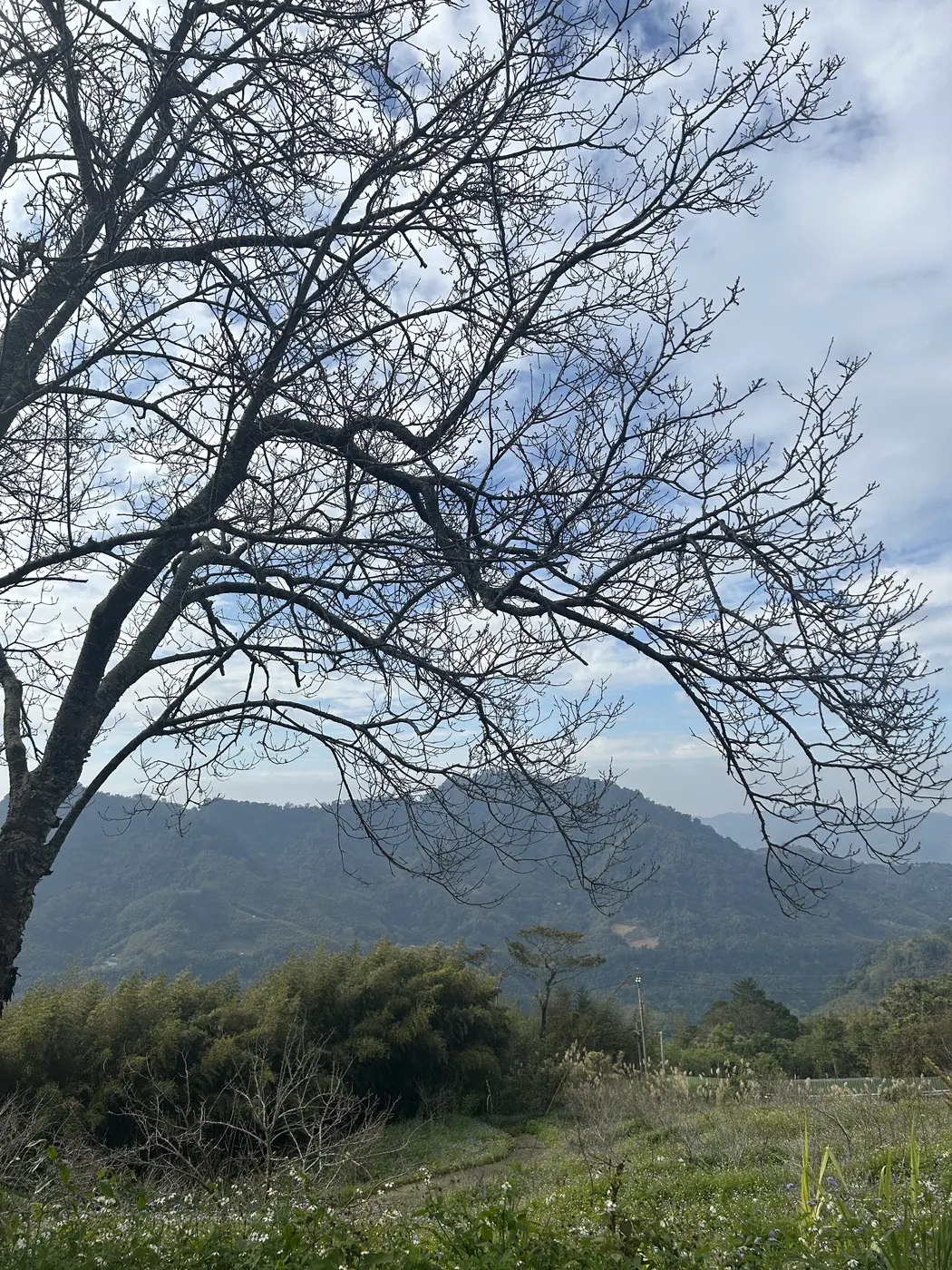 層層山巒、竹林與開滿野花的小徑