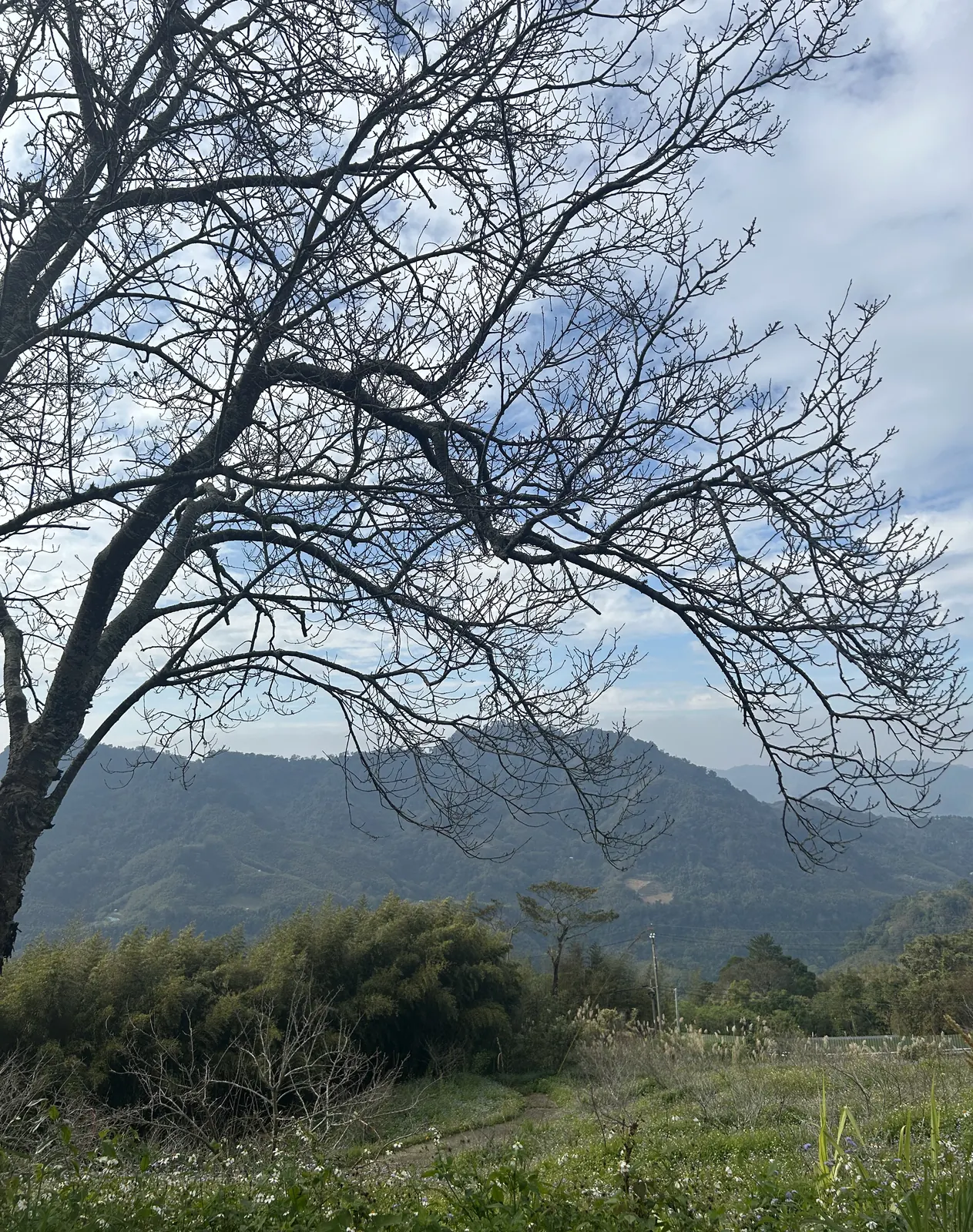 層層山巒、竹林與開滿野花的小徑