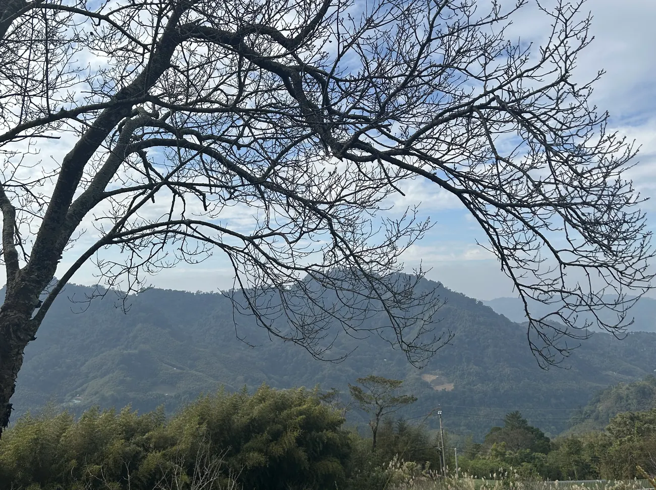 層層山巒、竹林與開滿野花的小徑