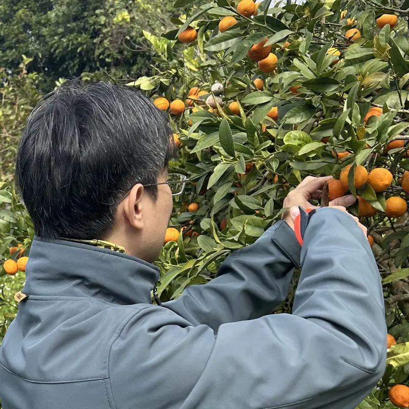 採收金桔