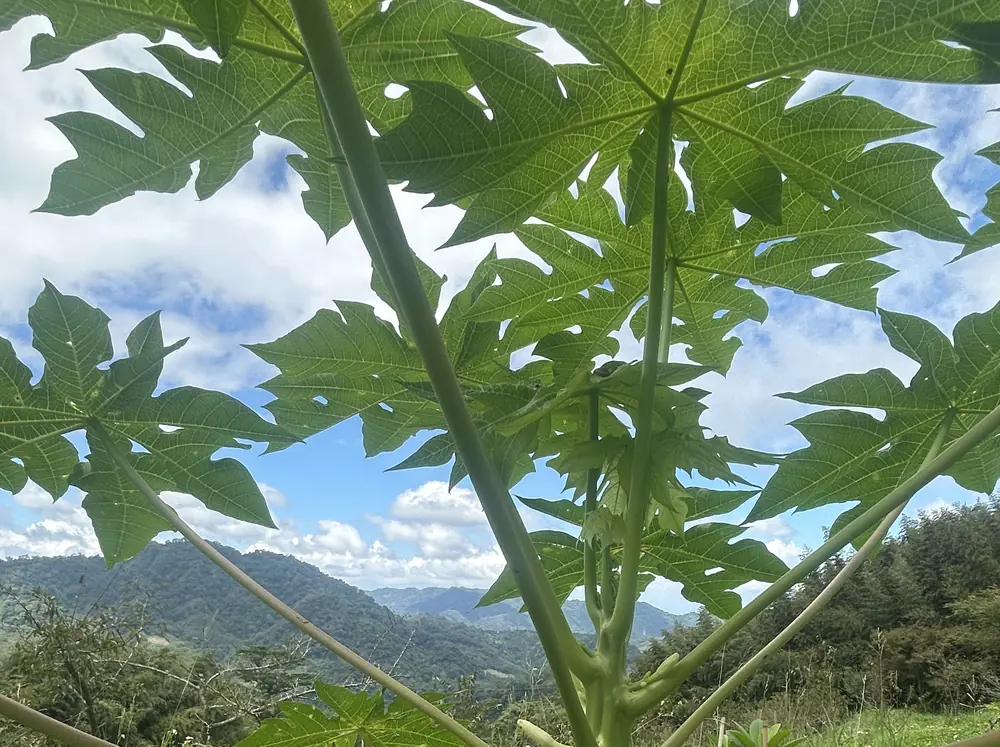 年輕的木瓜樹,掌狀葉迎著天空與遠山