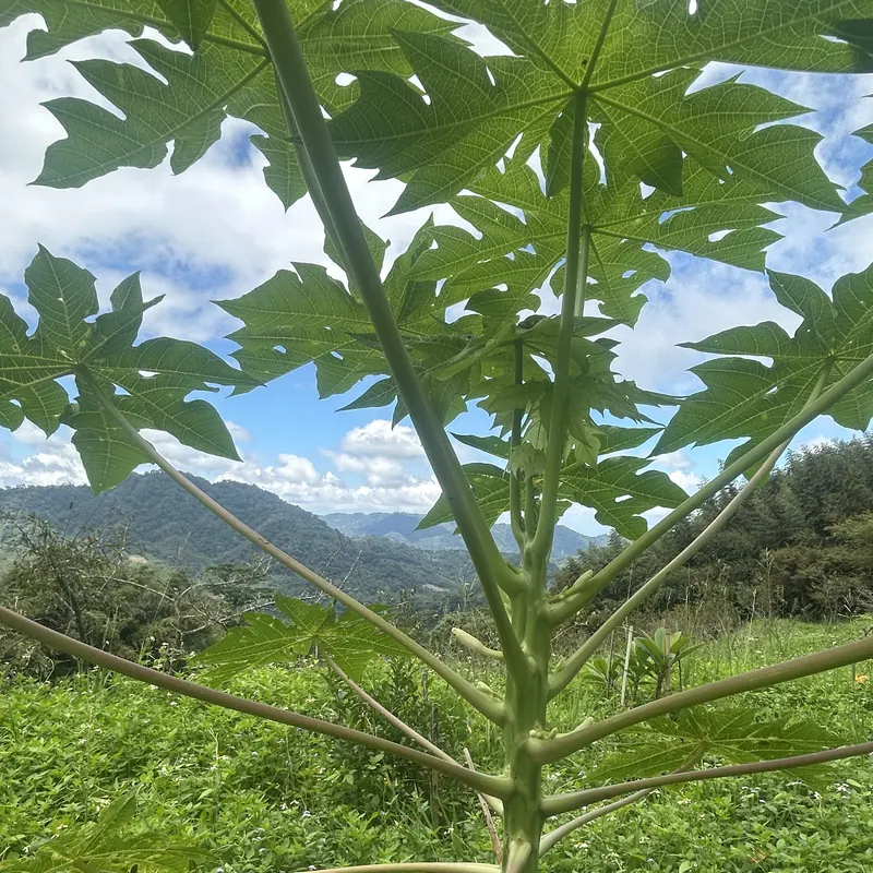 年輕的木瓜樹，掌狀葉迎著天空與遠山