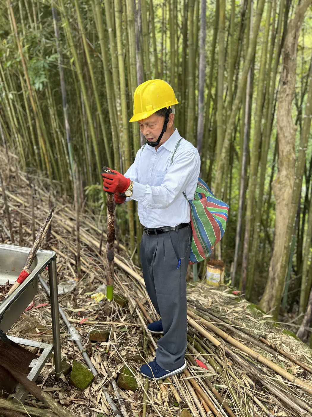 竹林中採竹筍